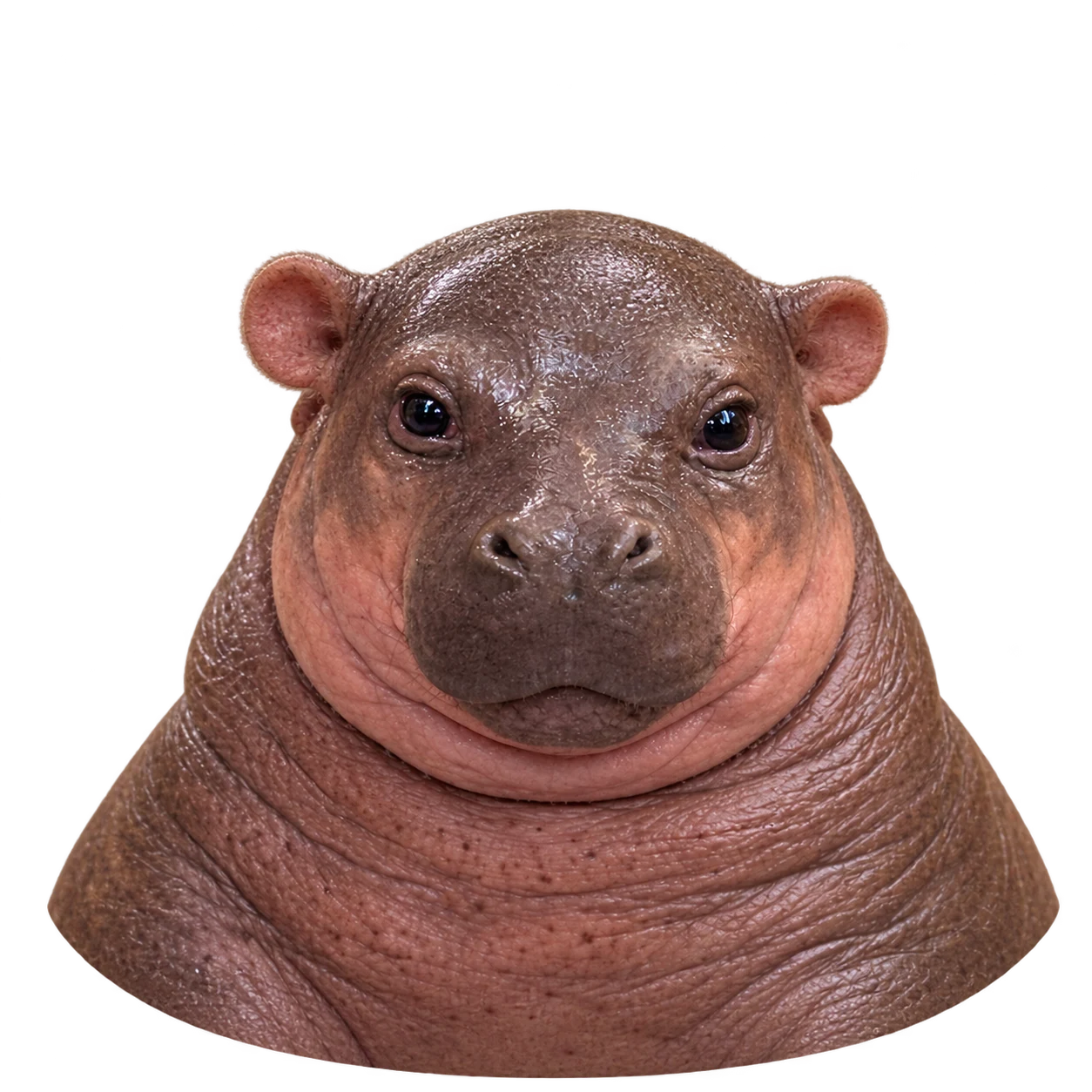 Your round baby hippo friend